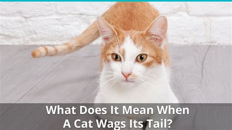 Cat Lying On Back Wagging Tail Cat Meme Stock Pictures And Photos