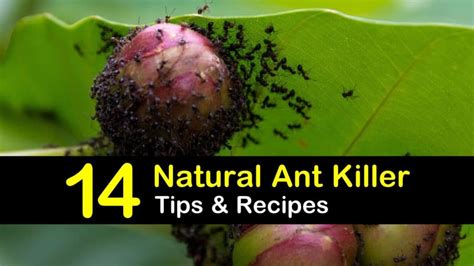 Check spelling or type a new query. Natural Ant Killer Recipes: 14 Tips for Killing Ants at ...