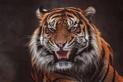 Images Tiger Canine Tooth Fangs Angry Snout Glance Animals 2048x1365