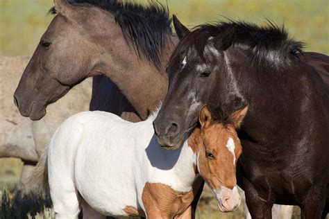 Wild horses in the US are being shot with contraceptive darts | New ...