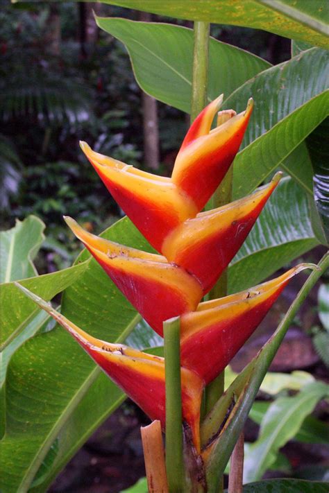 Flowers Of El Yunque Rainforest Puerto Rico Rainforest Plants