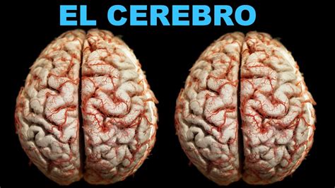 El Cerebro YouTube