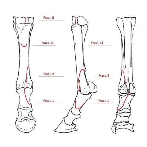 Horse Leg Bones Diagram Diagram Media