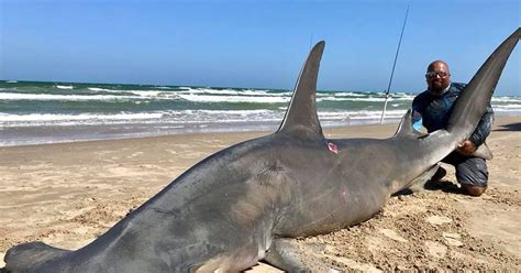 Nearly 1000 Pound Hammerhead Shark Caught On Texas Beach