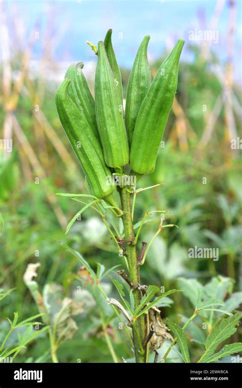 Okra Abelmoschus Esculentus Or Hibiscus Esculentus Is An Annual Plant