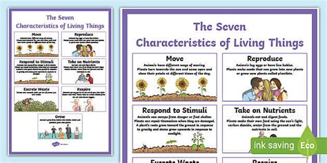 Characteristics Of Living Things Display Poster Twinkl