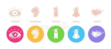Five Human Senses Icons Set Vision Hearing Touch Smell And Taste Eye Ear Hand Finger