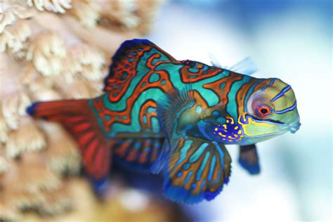 The Colorful ‘mandarinfish May Be Beautiful But Heres Why You Should