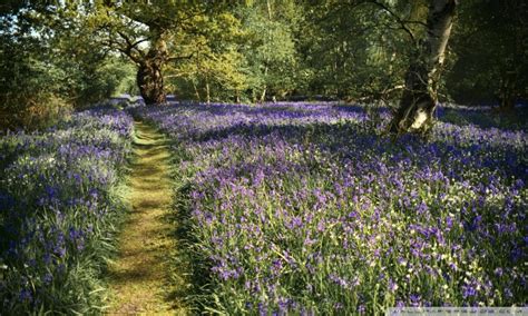 Path Spring Bluebells Flowers Beautiful Forest Ultra Hd