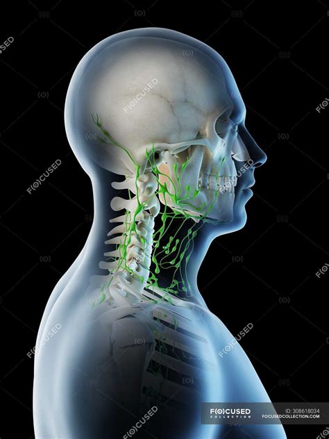 Lymph Nodes Of Male Neck And Head Computer Illustration — Anatomy