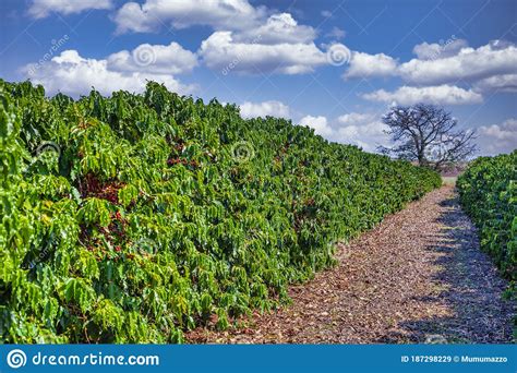 Coffee Fruit In Coffee Farm And Plantations In Brazil Stock Image