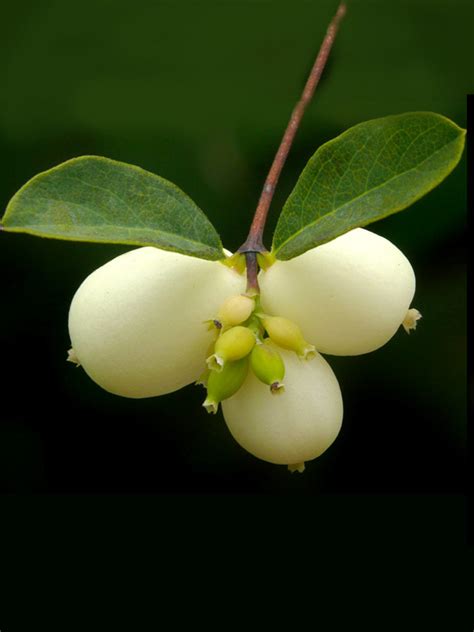 Symphoricarpos Albus Snowberry Bush Plant With Purpose