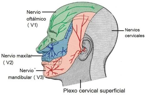 Nervio maxilar origen ramas curso inervación tipo