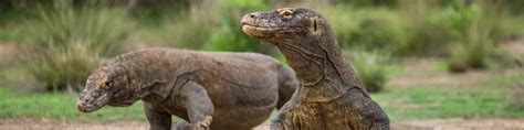 Komodo Dragon Genes Explain Their Abilities Genome Bc