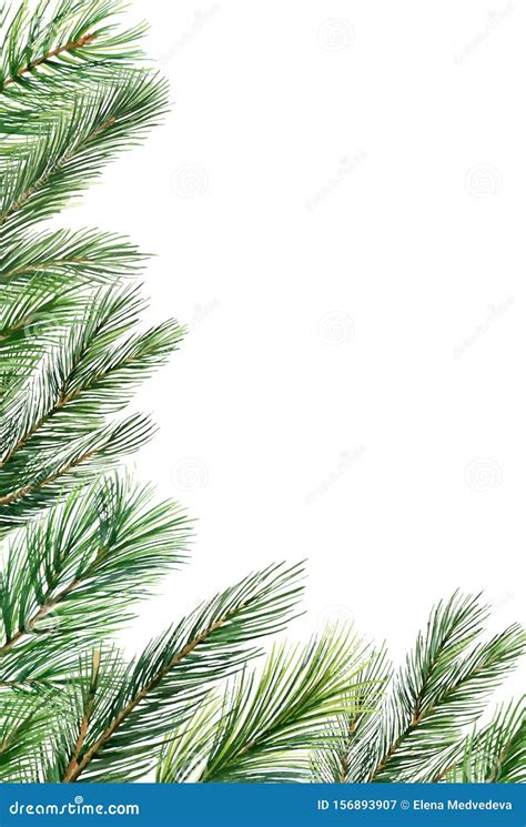 Watercolor Vector Christmas Banner With Fir Branches And Place For Text