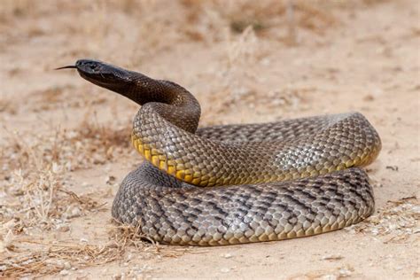 Understanding The Inland Taipan Bite Animals Around The Globe