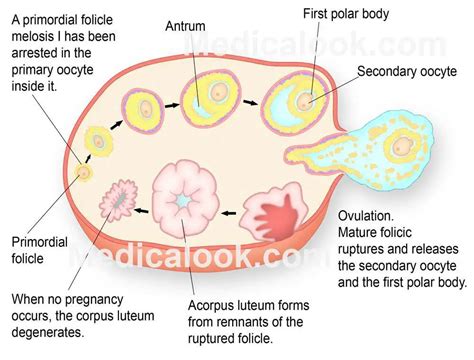 Ovary Diagram Healthiack