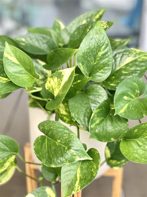 Golden Pothos Care Your Guide To Growing Lush Pothos Aroidwiki