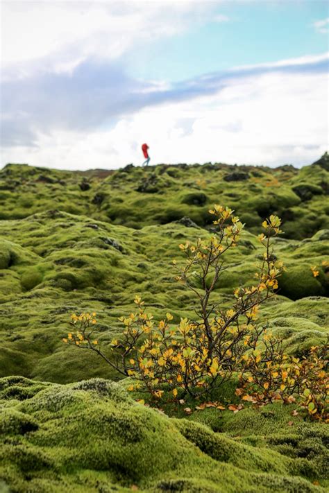 Exploring The Eldhraun Lava Field In Iceland My Lifes A Trip