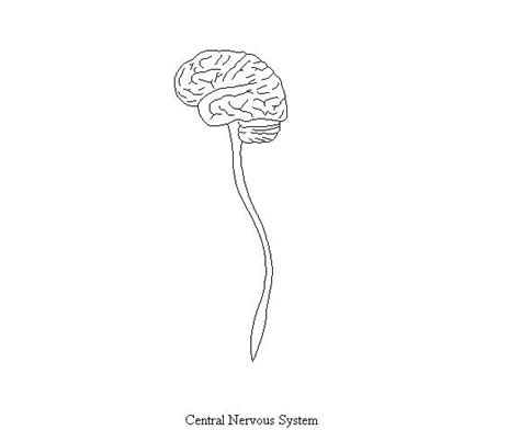 Brain and spinal cord png. CentralNervousSystemDiagram