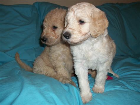 Master reservation list is closed. Labradoodles in Oregon: Puppies are 5 weeks old now!
