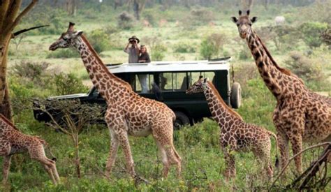 6 Days Samburu Lake Nakuru And Masai Mara Lodge Safari Adventure