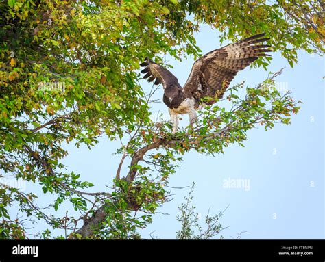 Eagle Wings Outstretched Stock Photos And Eagle Wings Outstretched Stock