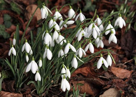 Snowdrops Guide Best Walks And How To Grow Countryfile Com
