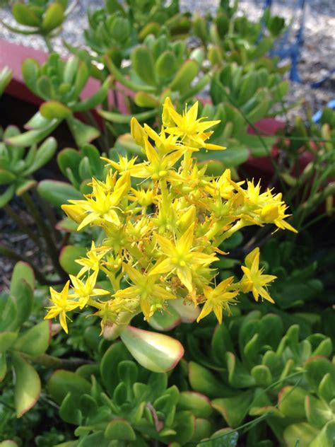 Small pink or white flowers. Jade plant flower | Giardino di cactus, Giardino, Cactus
