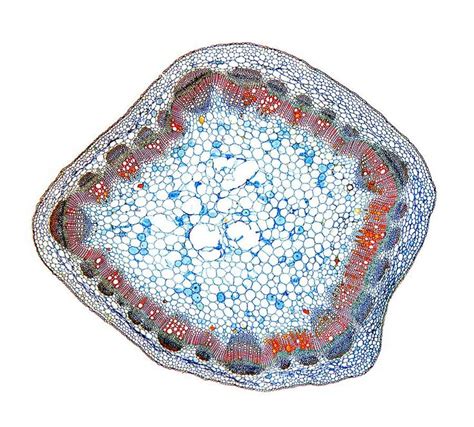 Peanut Plant Stem Light Micrograph By Dr Keith Wheeler Plant Cell