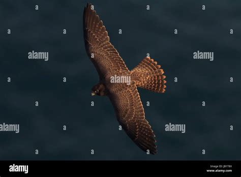 Juvenile Peregrine Falcon Falco Peregrinus Flying Over The Sea Stock