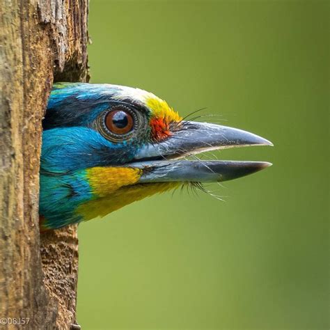 Birdsprivate On Instagram Follow Us For Amazing Bird Photography