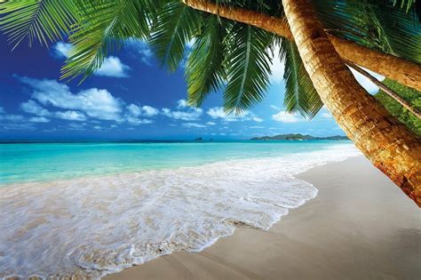 Tropical Sandy Beach Wallpaper Palm Trees Paradise