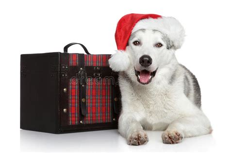 Happy Dog In A Santa Hat Stock Image Image Of Smile