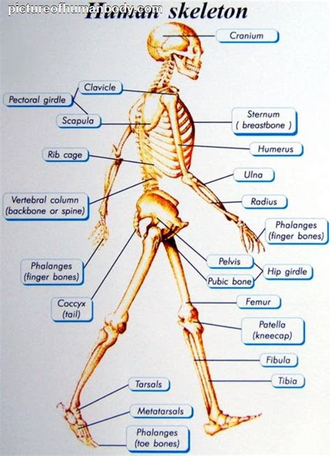 A Diagram Of Joints And Bones In The Human Body Human Knee Joint With