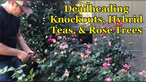 Deadheading Knockout Roses Rose Trees And A Hybrid Tea After First
