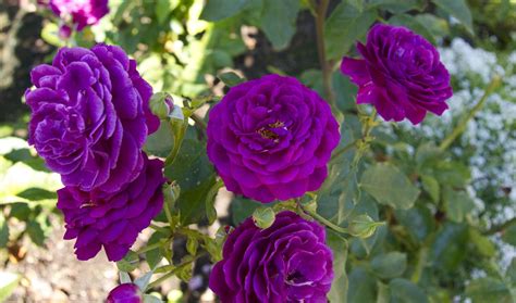 Purple Gardens Photo Of A Purple Rose In Rose Garden A Butchart
