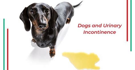 Dogs And Urinary Incontinence I Love Veterinary Blog For