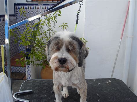 Check spelling or type a new query. Alpoochino Dog Grooming: Charlie & Poppy - Tibetan Terriers