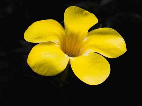Yellow Flower On Black Background Stock Photo Image Of Colorful