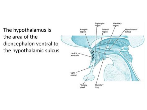 ppt anatomy of hypothalamus powerpoint presentation free download id 2162026