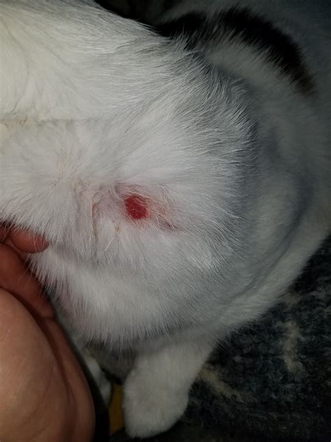My Cat Has A Sore On Her Neck That Started As Rough Raised Patch Of