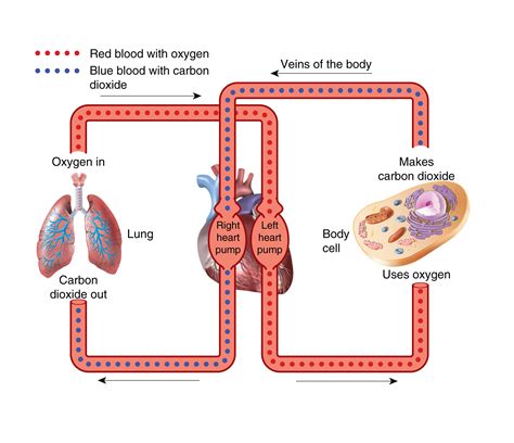 Oxygen In Bloodstream Medical Blog