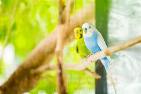 Blue And White Budgerigar Parrot Close Up Sits On Tree Branch Stock