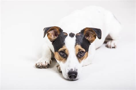 Jack Russel Terrier Rasseportrait Wesen Haltung And Erziehung