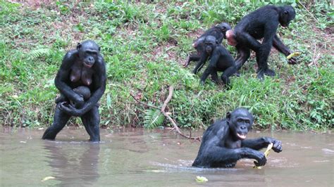 Study Bonobos Talk Like Our Babies Do Cnn