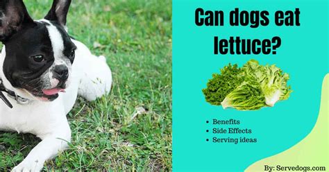 Can Dogs Eat Lettuce Side Effects Benefits Serving Ideas