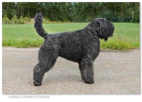 Many breeds of puppies for sale in mayotte , some are sold cheap. Bouvier des Flandres