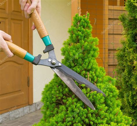 Hands Are Cut Bush Clippers Stock Photo By ©yganko 5701417
