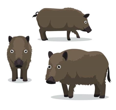 Feral Pigs Illustrations Royalty Free Vector Graphics And Clip Art Istock